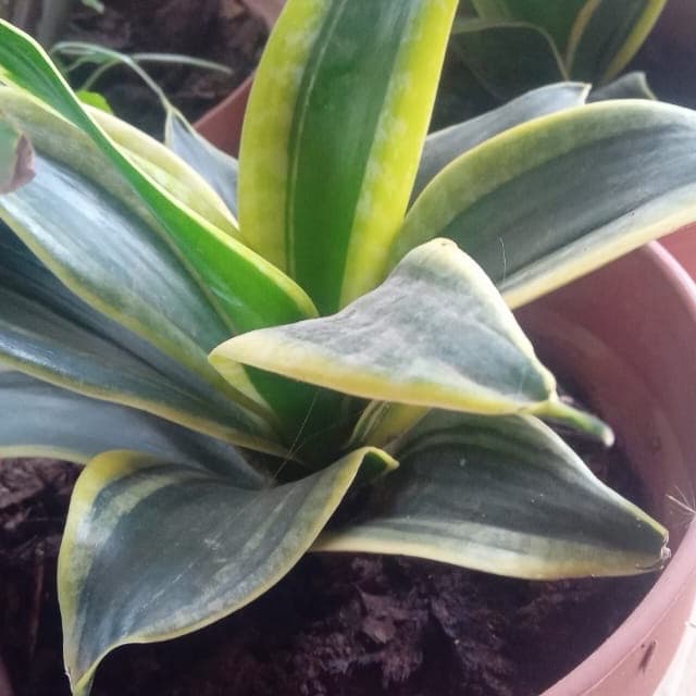Snake plant