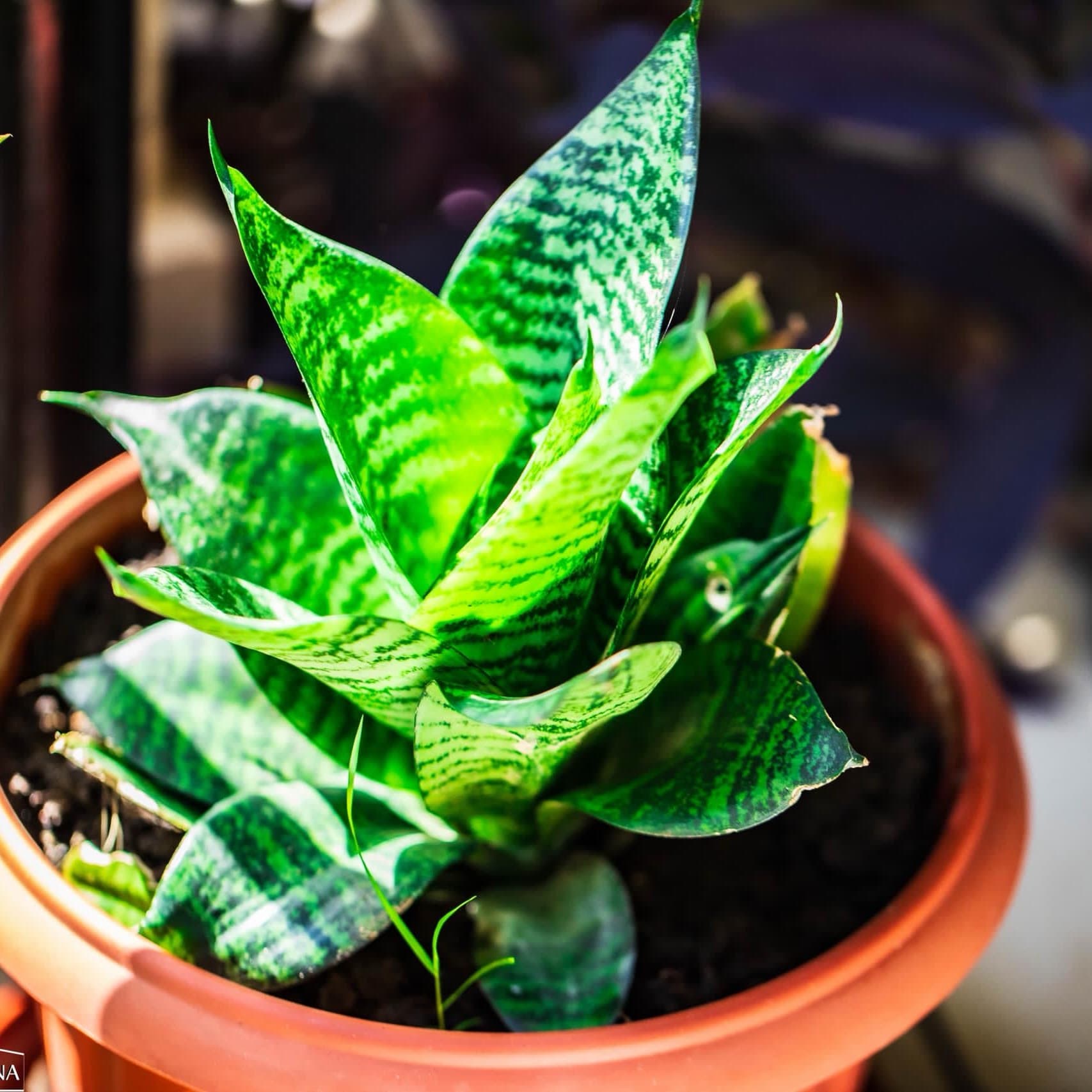 Snake plant