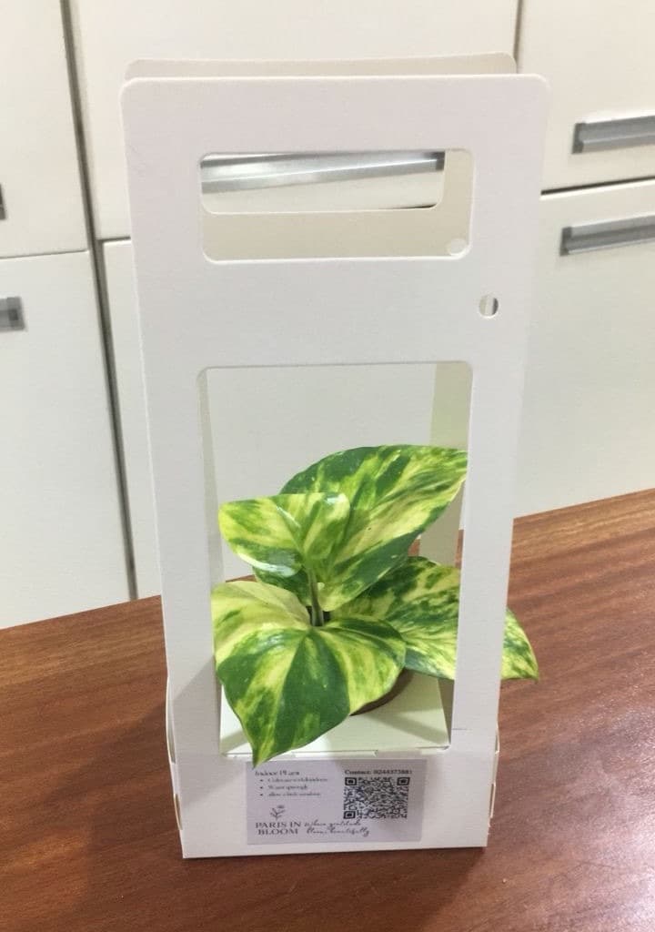 Plant Souvenirs