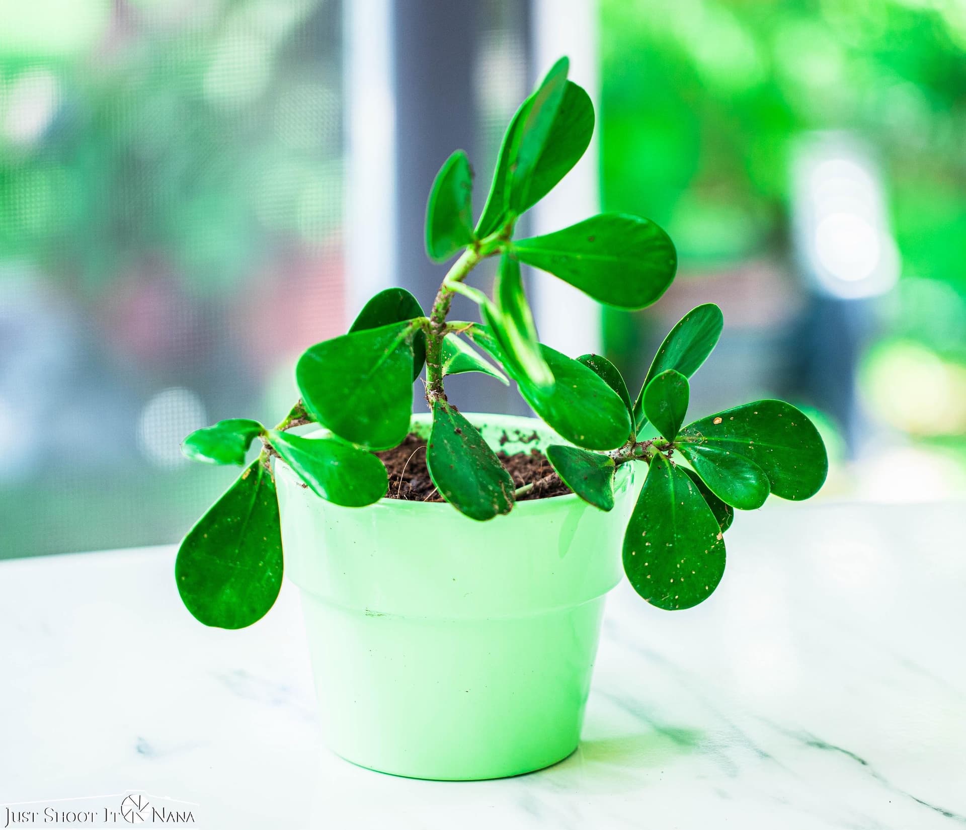 Desktop plant