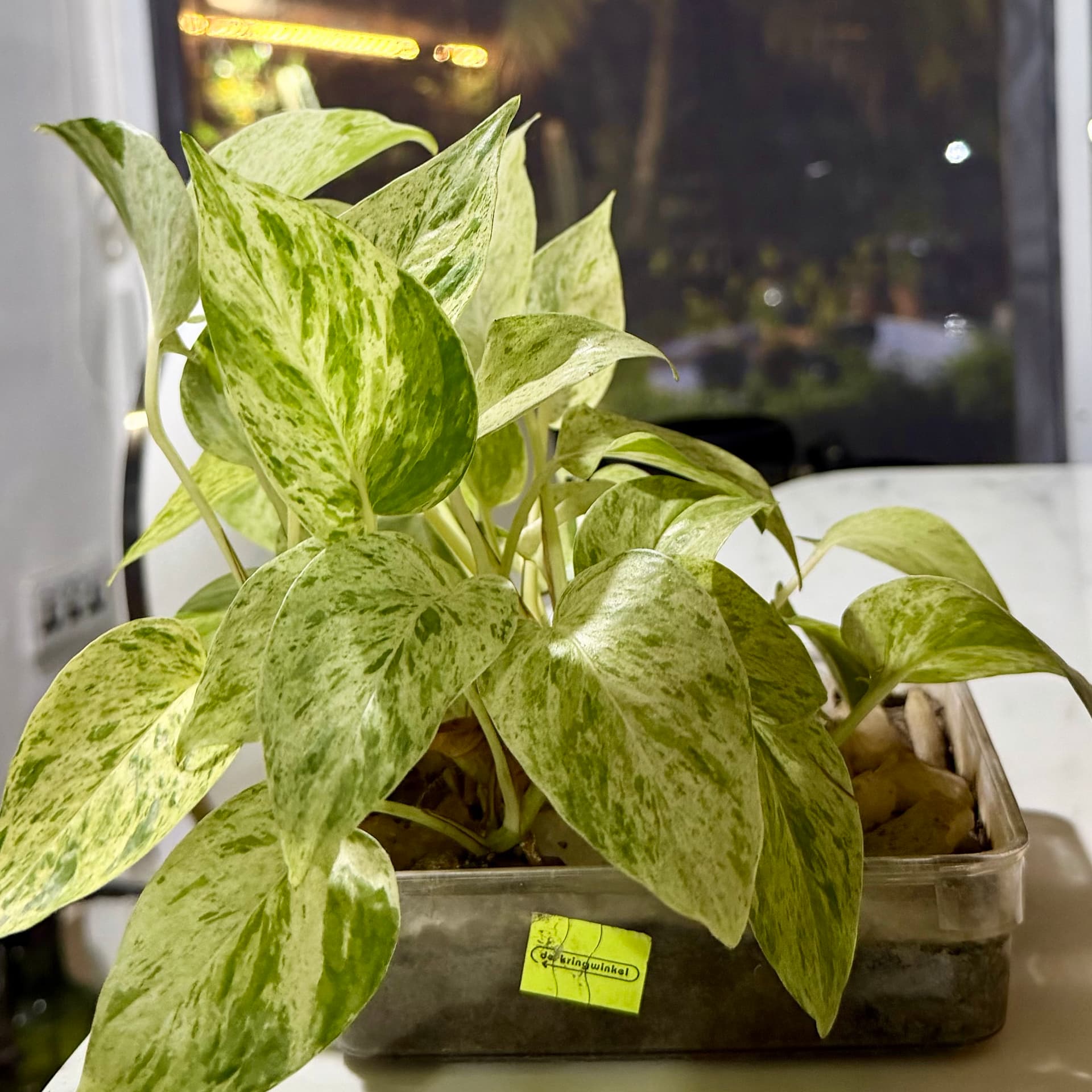 Pothos